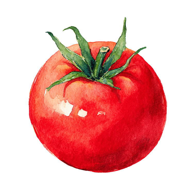 Red Tomato Illustration Vinyl Car Decal Sticker – Waterproof & UV-Resistant 3.4133333333333336"