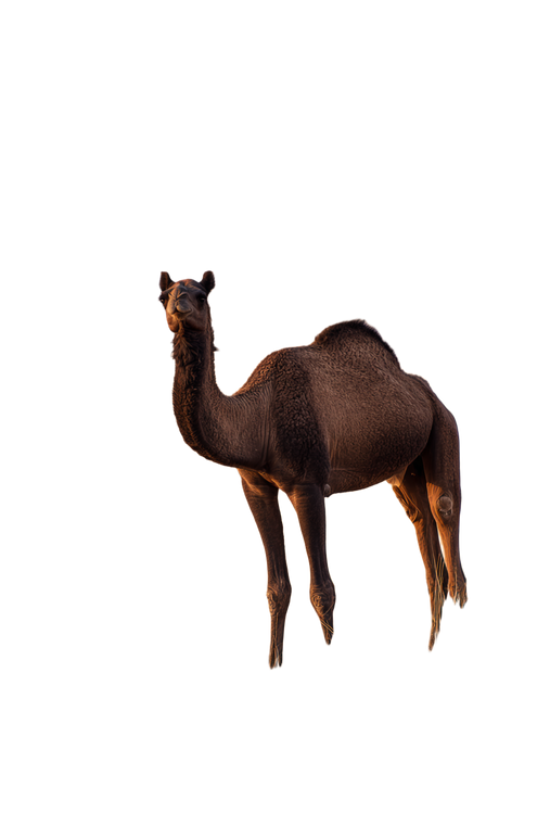 Black Camel Rajasthan Vinyl Car Decal Sticker – Waterproof & UV-Resistant 4.4