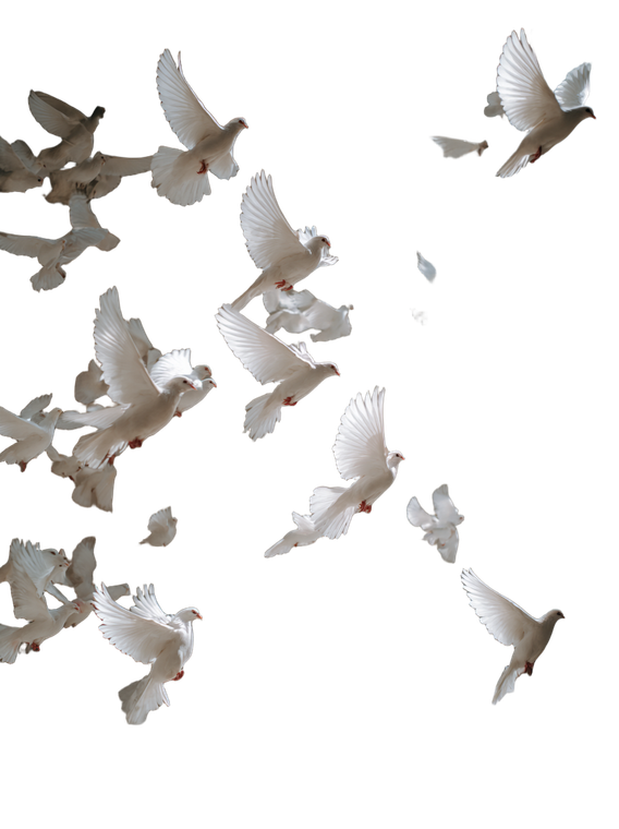 Flying White Doves V6 Vinyl Car Decal Sticker – Waterproof & UV-Resistant 8.426666666666666"