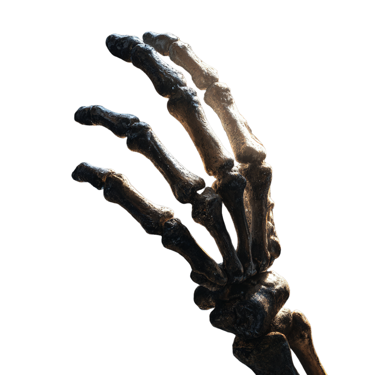 Skeleton Hand Holding Vinyl Car Decal Sticker – Waterproof & UV-Resistant 3.4133333333333336"