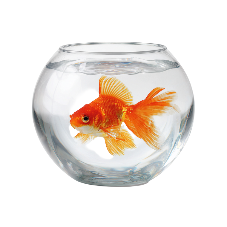 Empty Goldfish Bowl Vinyl Car Decal Sticker – Waterproof & UV-Resistant 6.826666666666667"