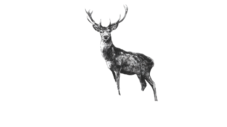 Deer On Path Vinyl Car Decal Sticker – Waterproof & UV-Resistant 2.72"