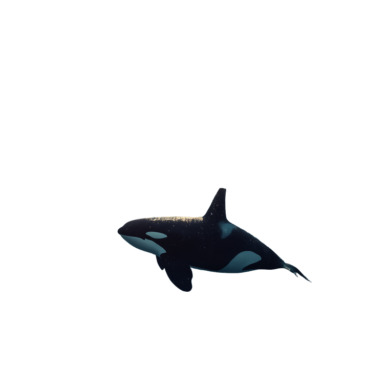 Orca Diving Sunset Vinyl Car Decal Sticker – Waterproof & UV-Resistant 3.4133333333333336"