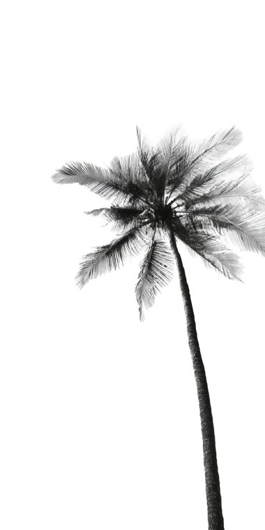 Minimalist Coconut Tree Vinyl Car Decal Sticker – Waterproof & UV-Resistant 10.2