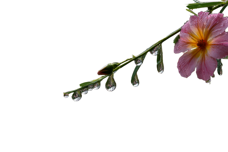 Raindrops On Wildflower Vinyl Car Decal Sticker – Waterproof & UV-Resistant 2.986666666666667"