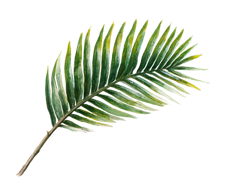 Victory Palm Frond Vinyl Car Decal Sticker – Waterproof & UV-Resistant 6.506666666666667"