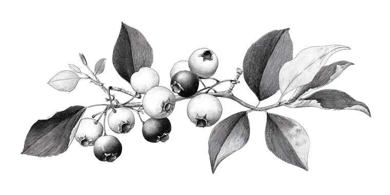 Juneberries Illustration Vinyl Car Decal Sticker – Waterproof & UV-Resistant 2.56"