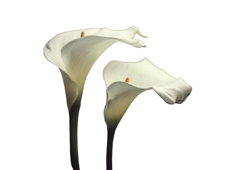Vintage White Lily Vinyl Car Decal Sticker – Waterproof & UV-Resistant 3.0933333333333333"
