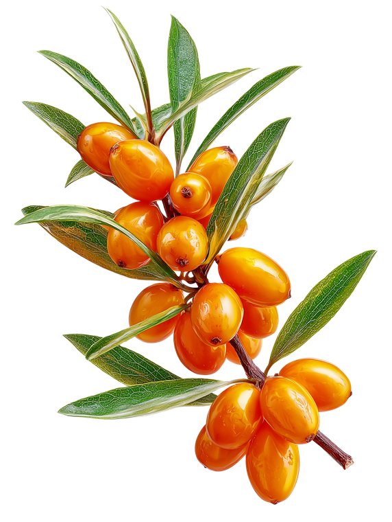 Sea Buckthorn Berry Vinyl Car Decal Sticker – Waterproof & UV-Resistant 8.213333333333333"