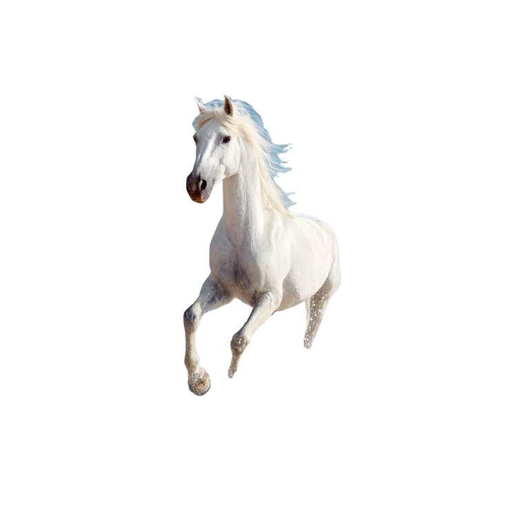 White Beach Horse Vinyl Car Decal Sticker – Waterproof & UV-Resistant 3.4133333333333336"