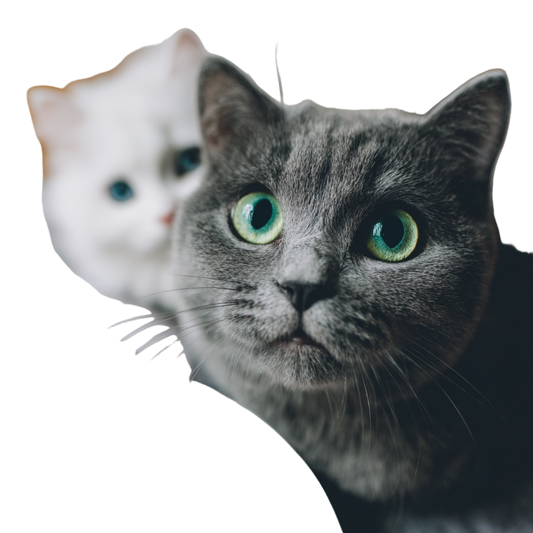 Happy Gray Cat V5 Vinyl Car Decal Sticker – Waterproof & UV-Resistant 3.4133333333333336"