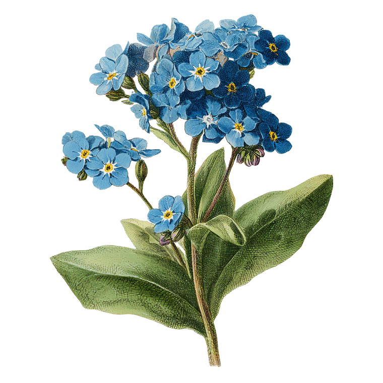Vintage Forget-Me-Nots Vinyl Car Decal Sticker – Waterproof & UV-Resistant 3.4133333333333336"