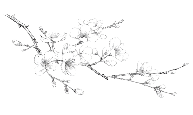 Plum Blossom Drawing Vinyl Car Decal Sticker – Waterproof & UV-Resistant 5.653333333333333"