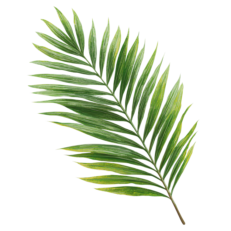 Palm Leaf Illustration V3 Vinyl Car Decal Sticker – Waterproof & UV-Resistant 3.4133333333333336"