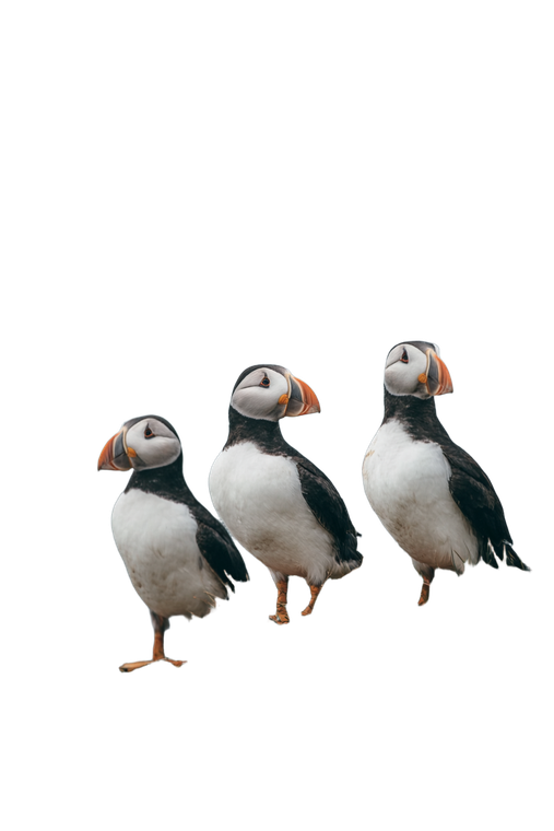 Puffins On Coast V2 Vinyl Car Decal Sticker – Waterproof & UV-Resistant 4.4