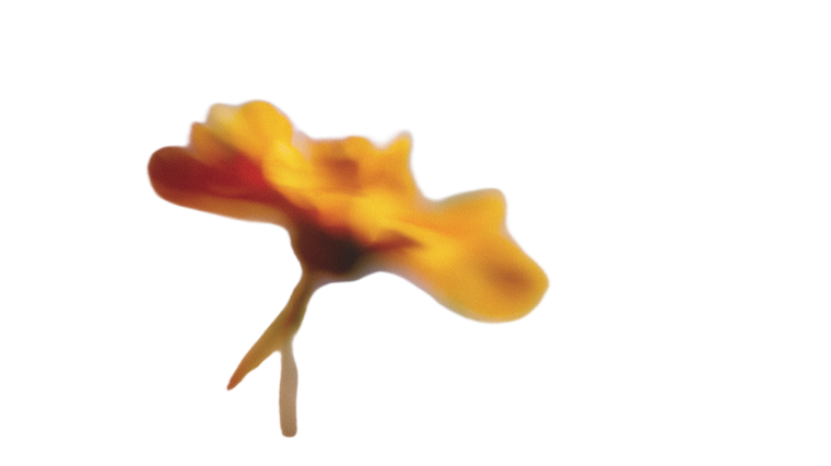 Blurred Yellow Flower V2 Vinyl Car Decal Sticker – Waterproof & UV-Resistant 2.72"