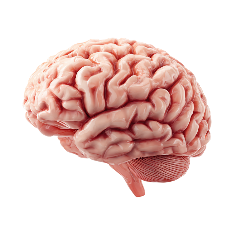 Human Brain Icon Vinyl Car Decal Sticker – Waterproof & UV-Resistant 3.4133333333333336"