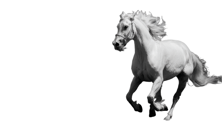 Wild White Horse Vinyl Car Decal Sticker – Waterproof & UV-Resistant 5.4