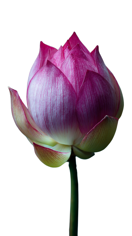 Lotus Bud Blooming V2 Vinyl Car Decal Sticker – Waterproof & UV-Resistant 9.706666666666667"