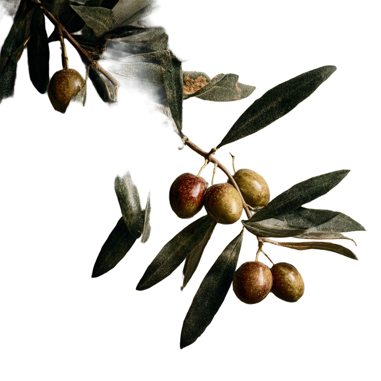 Olive Branch V11 Vinyl Car Decal Sticker – Waterproof & UV-Resistant 6.826666666666667"