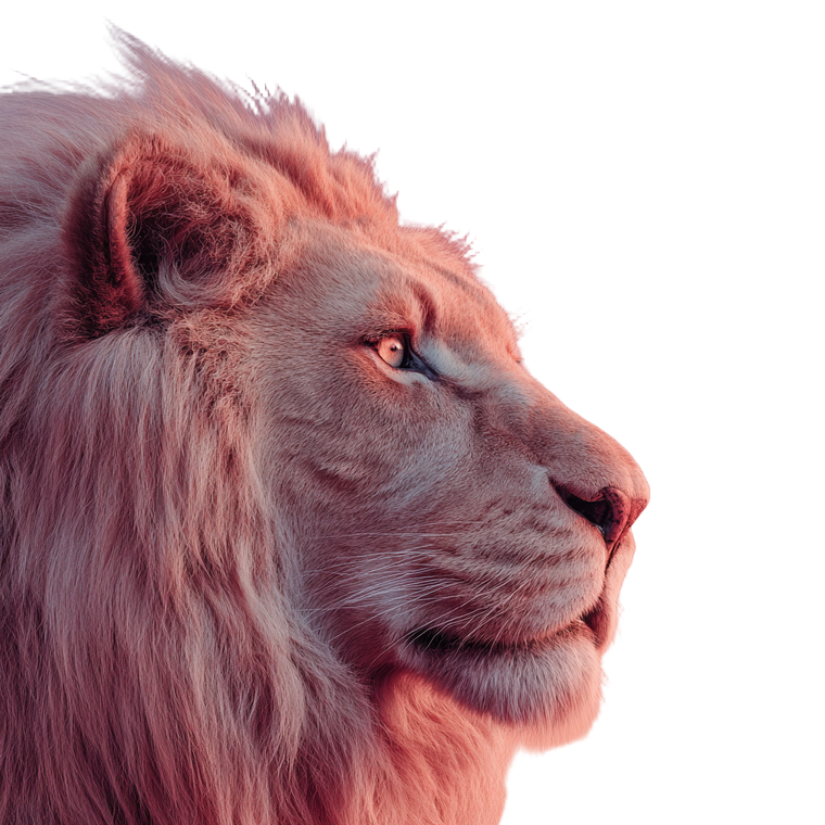 Majestic Lion Profile V2 Vinyl Car Decal Sticker – Waterproof & UV-Resistant 6.826666666666667"
