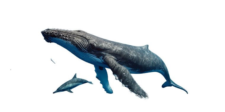 Whale And Dolphins Vinyl Car Decal Sticker – Waterproof & UV-Resistant 2.56"
