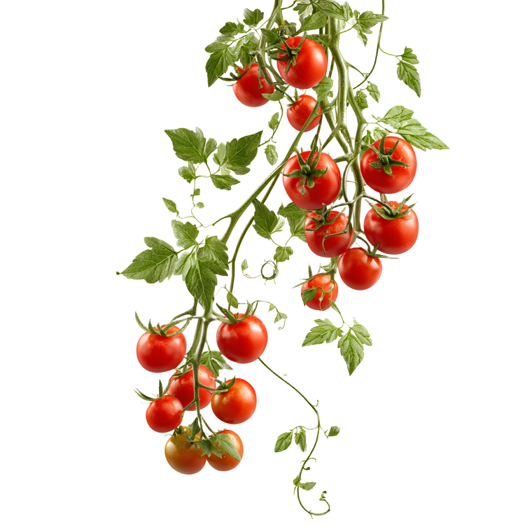Cherry Tomato Vine V2 Vinyl Car Decal Sticker – Waterproof & UV-Resistant 6.826666666666667"