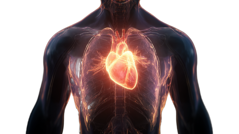 Glowing Heart Anatomy Vinyl Car Decal Sticker – Waterproof & UV-Resistant 5.4