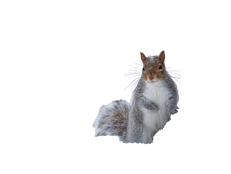 Squirrel In Snow Vinyl Car Decal Sticker – Waterproof & UV-Resistant 3.0933333333333333"