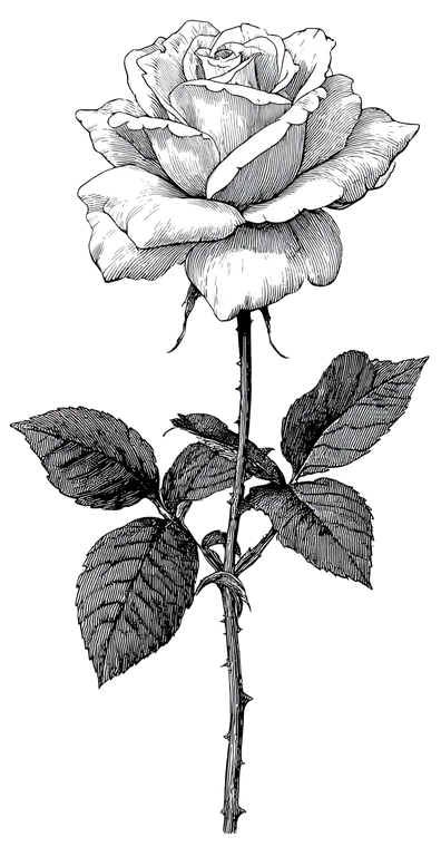 Simple Rose Drawing Vinyl Car Decal Sticker – Waterproof & UV-Resistant 5.01333333333333