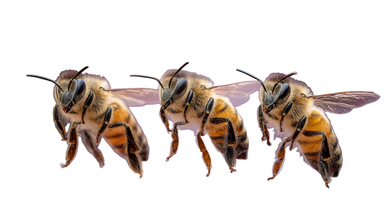 Dancing Honey Bees Vinyl Car Decal Sticker – Waterproof & UV-Resistant 5.4