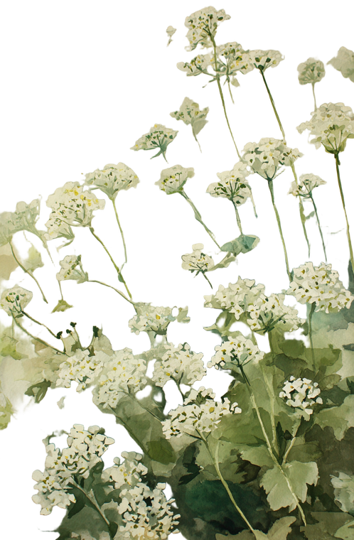 Wild White Flowers Vinyl Car Decal Sticker – Waterproof & UV-Resistant 4.4