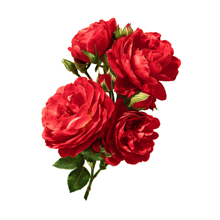Red Rose Bouquet V3 Vinyl Car Decal Sticker – Waterproof & UV-Resistant 6.826666666666667"