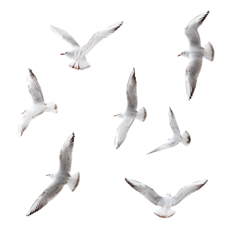 Flying Seagulls Group Vinyl Car Decal Sticker – Waterproof & UV-Resistant 3.4133333333333336"