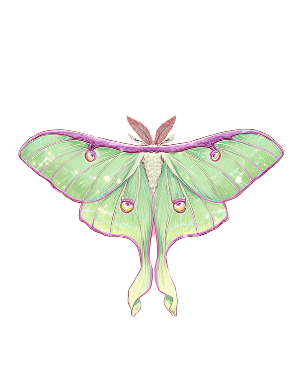 Pastel Luna Moth Vinyl Car Decal Sticker – Waterproof & UV-Resistant 4.0"