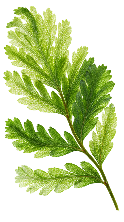 Selaginella Fern Illustration Vinyl Car Decal Sticker – Waterproof & UV-Resistant 4.8533333333333335"