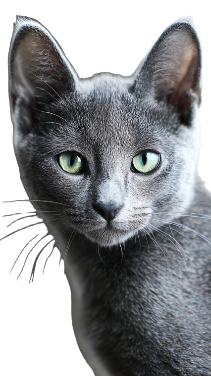 Russian Blue Kitten V5 Vinyl Car Decal Sticker – Waterproof & UV-Resistant 9.706666666666667"