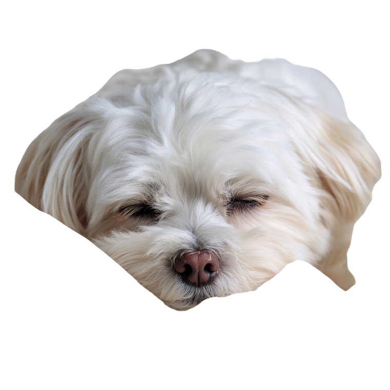 Sleeping Maltese V2 Vinyl Car Decal Sticker – Waterproof & UV-Resistant 3.4133333333333336"