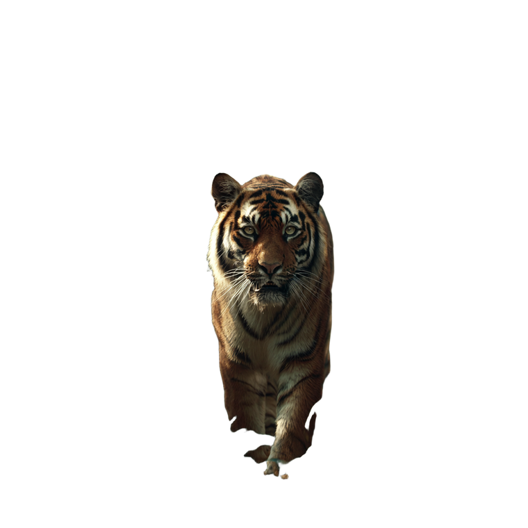 Bengal Tiger Approaching Vinyl Car Decal Sticker – Waterproof & UV-Resistant 6.826666666666667"