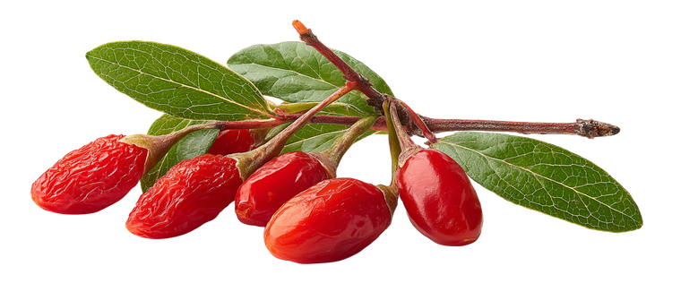 Goji Berries Leaves Vinyl Car Decal Sticker – Waterproof & UV-Resistant 2.
