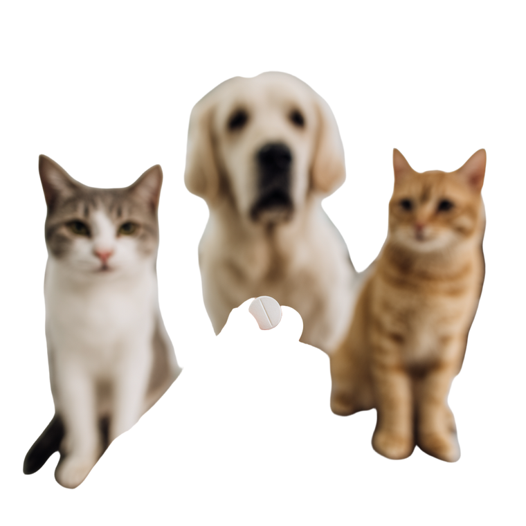Veterinarian Holding Pill Vinyl Car Decal Sticker – Waterproof & UV-Resistant 6.826666666666667"