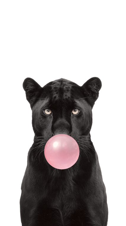 Panther Bubble Gum Vinyl Car Decal Sticker – Waterproof & UV-Resistant 9.706666666666667"
