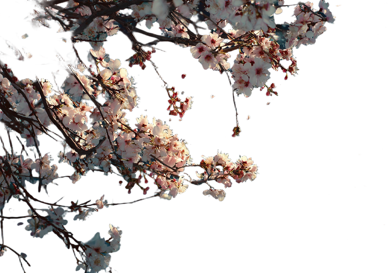 Peach Blossoms Close-Up Vinyl Car Decal Sticker – Waterproof & UV-Resistant 3.0