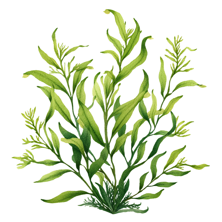 Watercolor Seaweed Zostera Vinyl Car Decal Sticker – Waterproof & UV-Resistant 3.4133333333333336"