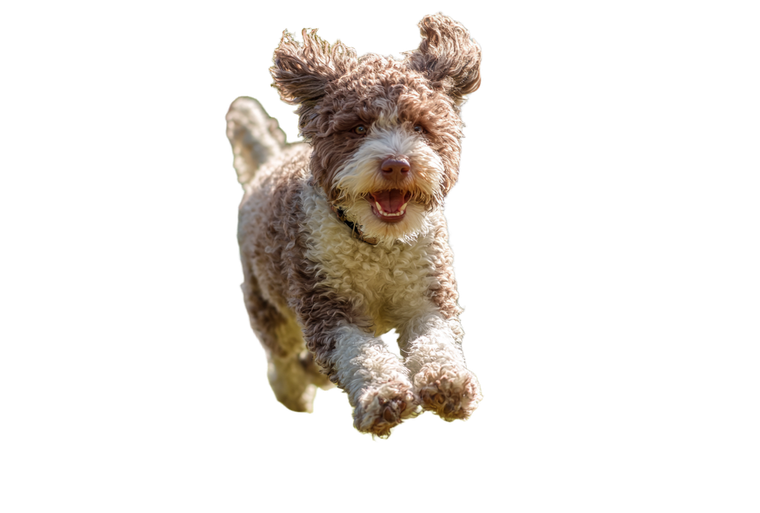 Dog Running Playground Vinyl Car Decal Sticker – Waterproof & UV-Resistant 2.986666666666667"