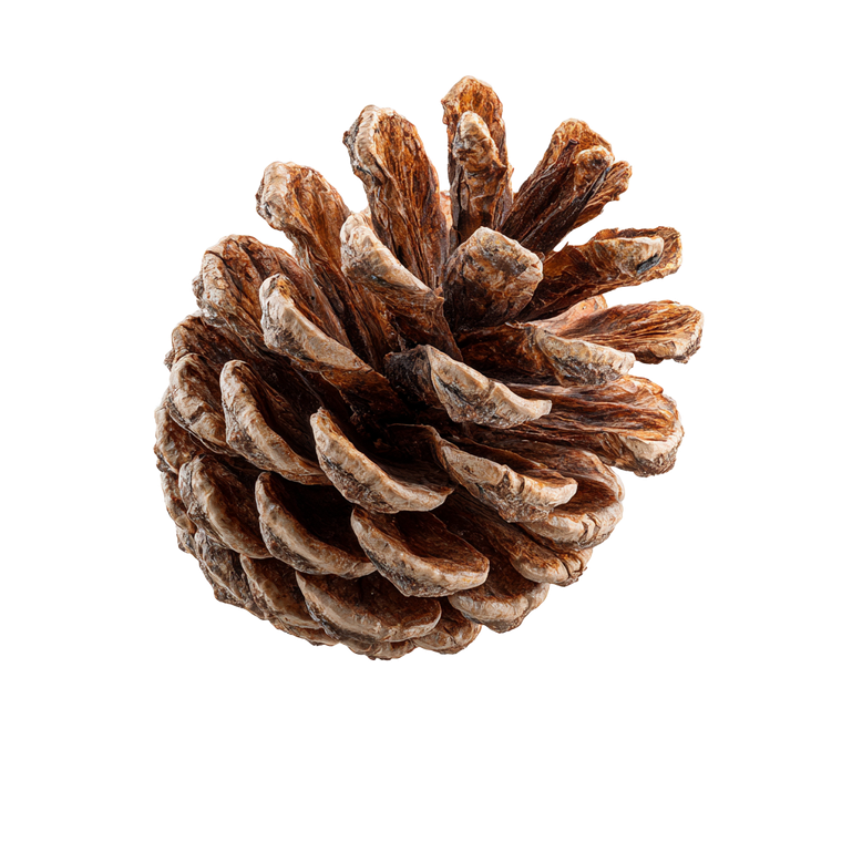 Floating Pine Cone Vinyl Car Decal Sticker – Waterproof & UV-Resistant 6.826666666666667"