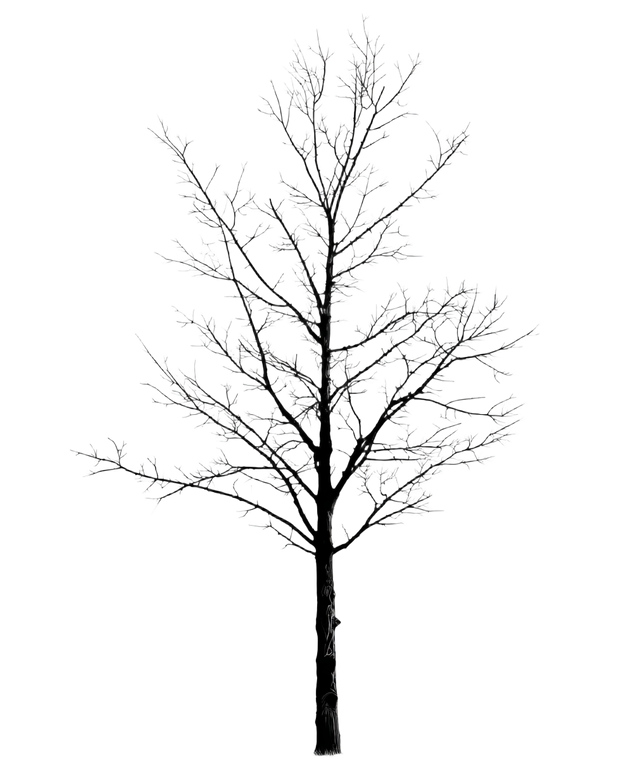 Bare Tree Silhouette V5 Vinyl Car Decal Sticker – Waterproof & UV-Resistant 8.0"