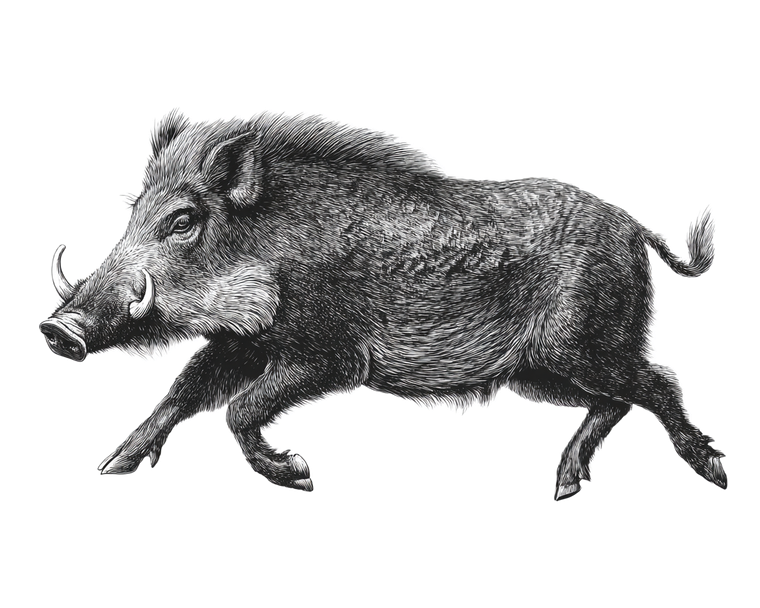 Wild Boar Running V3 Vinyl Car Decal Sticker – Waterproof & UV-Resistant 6.