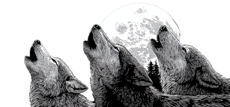 Howling Wolves Moon Vinyl Car Decal Sticker – Waterproof & UV-Resistant 2.506666666666667"