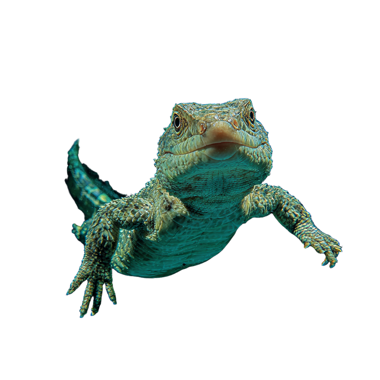 Swimming Lizard Vinyl Car Decal Sticker – Waterproof & UV-Resistant 6.826666666666667"